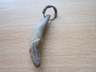 Ancient Viking Amulet.  Pendant With A Large Wolf Tooth 8 - 11 Century
