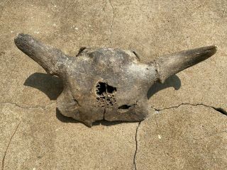 Ancient Bison (buffalo) Skull