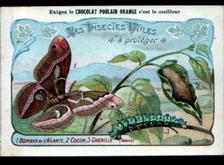Image Chromo Chocolat Poulain / Insecte Du Japon,  Papillon Bombyx Cocon Chenille