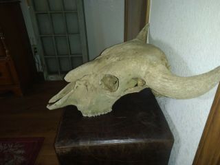 Ancient Buffalo Skull Fossil Prehistoric Bison Large