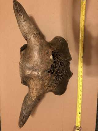 Oklahoma Adult Ancient Bison Buffalo Skull Cap With Horns