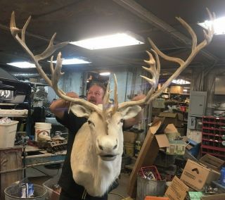 Rare White Albino Vintage Chest Mount Caribou Mount Taxidermy Huge Antlers