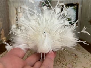 Vintage Miniature Dollhouse Artisan Mike Barbour Pretty White Peacock Taxidermy 6