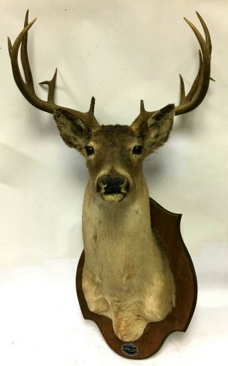 Canadian Whitetail Deer Mount - 21 " Wide Rack - 13 Point Vintage Taxidermy