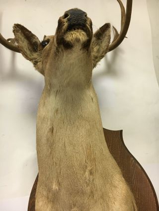 Canadian Whitetail Deer Mount - 21 