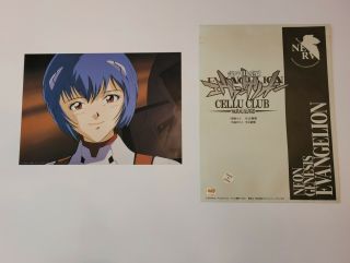 Neon Genesis Evangelion Cellu - Club Animation Cel (no.  11) Rei Ayanami (gainax)