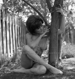 1960s Negative - Nude Brunette Pinup Girl Maureen Gaffney - Cheesecake T982321