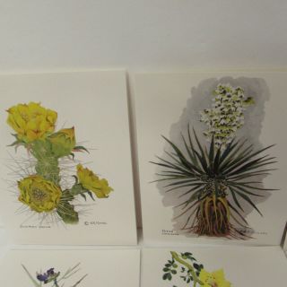 Vintage Artist Henry R Mockel Note Card Desert Plant Flower Floral 12 Prints