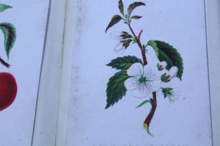 Vintage Fruit Blossom Picture Album W/ 12 Blossom Cards Ca.  Late 1800 Early 1900