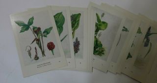 1970 National Audubon Society,  Audubon Aids 50 Wildflower Cards & Box 2