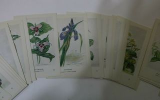 1970 National Audubon Society,  Audubon Aids 50 Wildflower Cards & Box 3