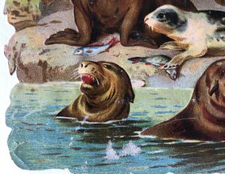 Victorian Decoupage Scrap,  Seals And Seagulls At The Zoo c.  1880. 2