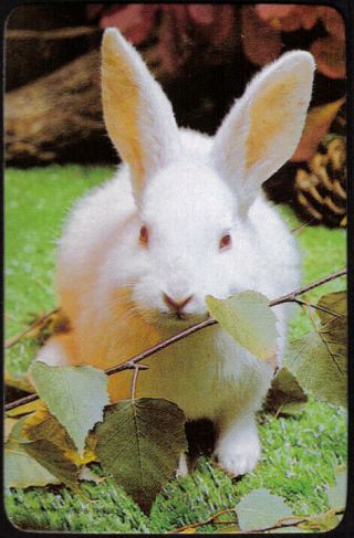 Bunny Rabbit White Baby Pet 1970 Greythorne Blank Back Single Swap Card