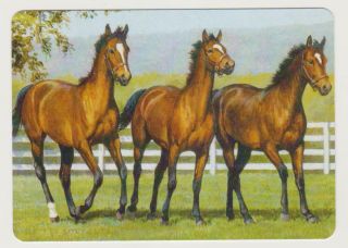 Swap/playing Card Horses In Scene Modern Horizontal Wide X 1