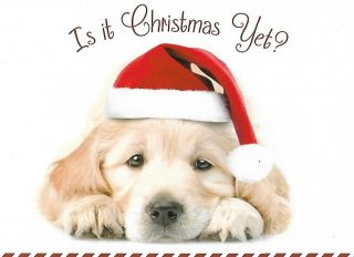 Vtg Greeting Card Christmas Approx 5 X 7 " Yellow Lab Puppy W/santa Hat
