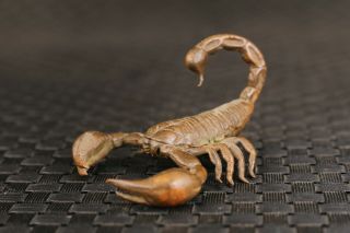 Japanese Chinese Bronze Hand Carved Scorpion Figure Statue Netsuke Tea Pet Deco
