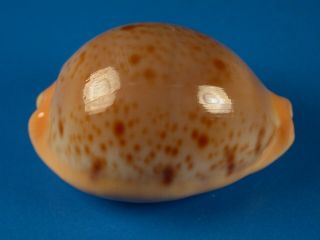 Cypraea Porteri,  Heavy Callous,  Pattern,  43.  7mm,  Philippines Shell