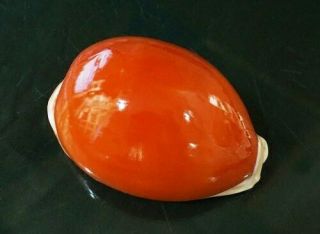 Cypraea Aurantium 89.  5 Mm F,  Big Size Dark Red - Orange Color Thick /heavy