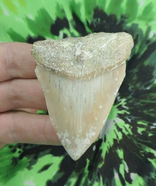 Great White Sharks Tooth 2 5/8 " Inch Baja Mexico No Restorations Fossil Teeth