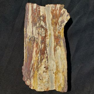 Polished Rainbow Fossil Petrified Wood Board Cut With Branch Arizona