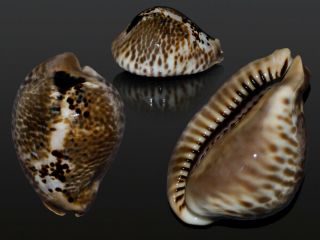 Seashell Cowrie Cypraea Mus Donmoorei Dark Unusual Pattern 62.  5 Mm