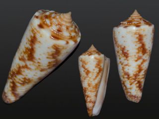 Seashell Conus Stocki Great Color Live Collected Giant 42.  1 Mm