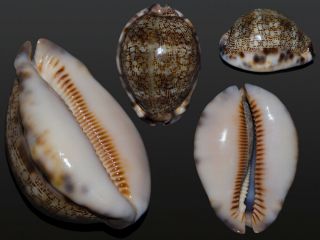 Seashell Cypraea Asiatica Gibba Vandammei Subspecies Fantastic 66.  3 Mm