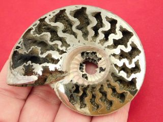 A Big Polished Iridescent Pyrite Ammonite Fossil Volga River Russia 71.  1gr