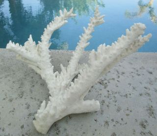 Exquisite Large Natural White Reef Sea Coral Decorative Piece - 4 Lbs.