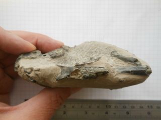 Fossil Bird Nodule,  Eocene London Clay,  Isle Of Sheppey Uk,  48 - 52 Myo
