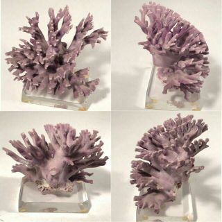 Purple Coral Display On Acrylic Base Decoration Natural Reef