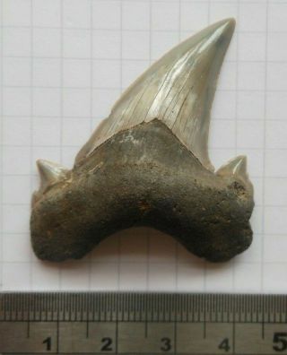 Fossil Shark Tooth,  Otodus Obliquus,  Eocene,  London Clay,  Isle Of Sheppey Uk 48