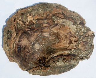 Very Large,  Polished,  Nevada Petrified Wood Round - Dicot
