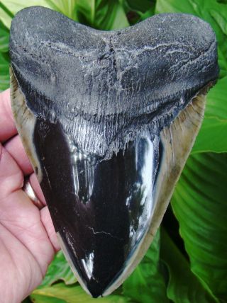 Megalodon Shark Tooth - Xl 5 & 1/2 In.  - Real Fossil - Sc River Find