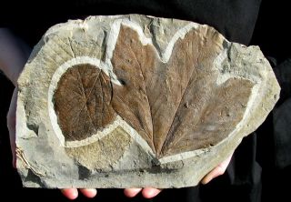 Extinctions - Gigantic Platanus Nobilis Sycamore & Davidia Leaf Fossil - Impressive