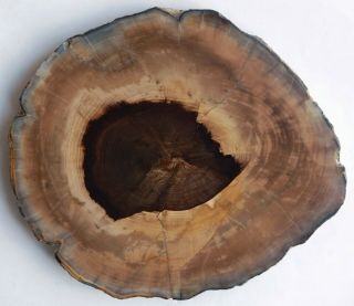 Large,  Polished,  Opalized,  Washington State Petrified Wood Round - Dicot