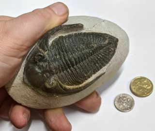 Stunning Devonian Age Trilobite Fossil From Morocco (u476)