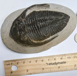 Stunning Devonian Age TRILOBITE Fossil From Morocco (U476) 2