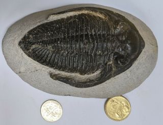 Stunning Devonian Age TRILOBITE Fossil From Morocco (U476) 3