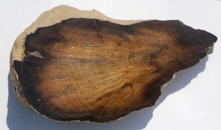 Large,  Polished,  Stinkingwater,  Or Petrified Wood Specimen - Oak