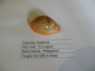 Cypraea Langfordi 50,  2 Mm F,  /gem