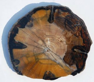 Large,  Polished,  Opalized,  Washington State Petrified Wood Round - Conifer