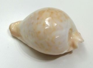 Shell CYPRAEA CAPRICORNICA N.  Australia 63,  6 mm 3