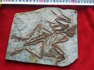 Rare Chinese Best Triassic Archaeornis Real Confucius Bird Fossil