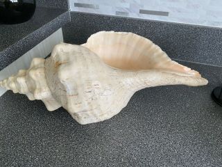 Vintage 19 1/2” Long Extra Large Natural Queen Conch Sea Shell Seashell Beauty