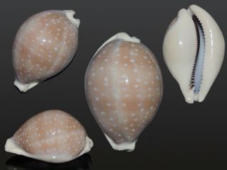 Seashell Cypraea Camelopardalis Sharmiensis Very Globular Shell Big 74.  5 Mm