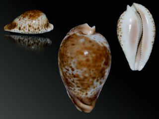 Seashell Cypraea Hesitata Suprastrata Dark Fantastic Pattern 74.  2 Mm