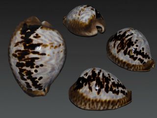Seashell Cypraea Mus Tristensis Spotted Very Unusual 54.  1 Mm