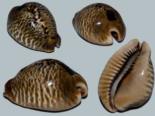 Seashell Cowrie Cypraea Mus Donmoorei Dark Big 61.  3 Mm