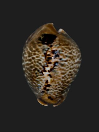 Seashell Cowrie Cypraea mus donmoorei DARK BIG 61.  3 mm 2